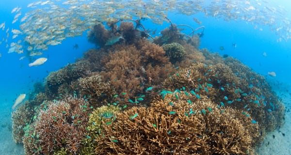 Fossil Fuel Global Warming Will Soon Kill Coral Reefs