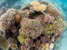 Hard corals on Bio-Rock structure_4618