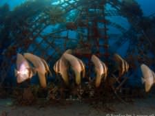 batfish under Bio-Rock structure_4760