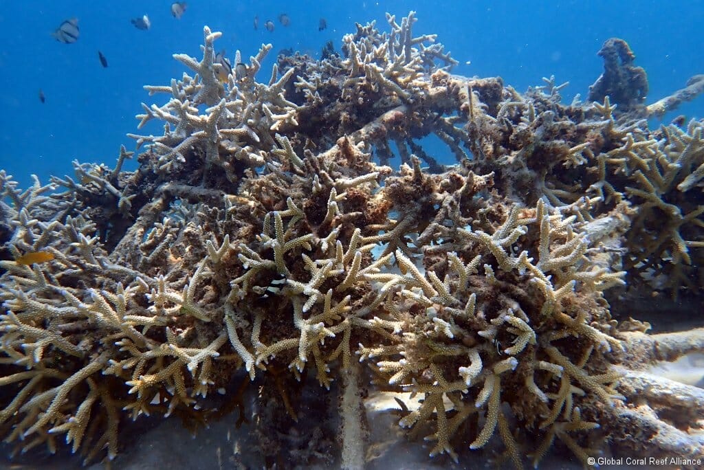 Biorock Reefs Bounce Back After Coral Bleaching: Gili Trawangan Video ...