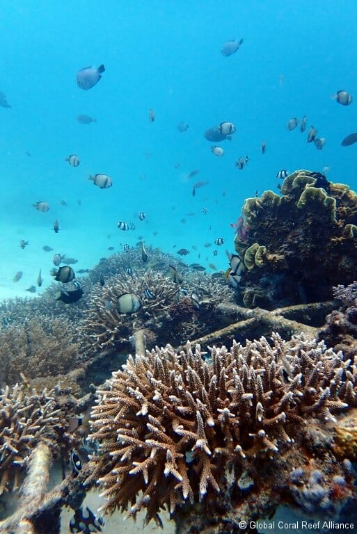 Biorock Reefs Bounce Back After Coral Bleaching: Gili Trawangan Video ...