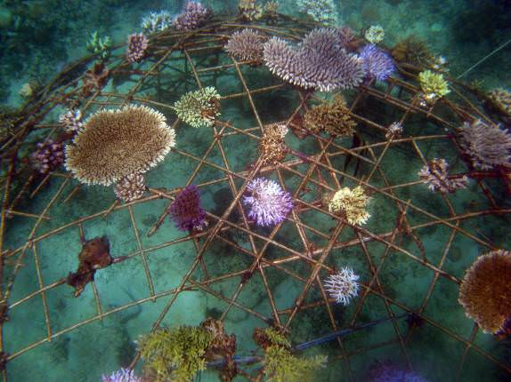 Biorock reef restoration for sustainable ecotourism in Gili Trawangan