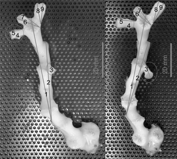 Suitability of mineral accretion as a rehabilitation method for cold-water coral reefs