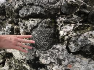 Figure 7. Corals were collected alive and cemented into Cartagena walls (Google Images)