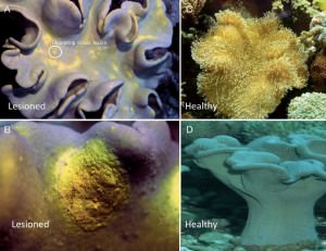 Lesioned and healthy Sarcophyton ehrenbergi