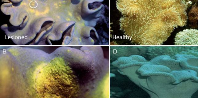 Lesioned and healthy Sarcophyton ehrenbergi