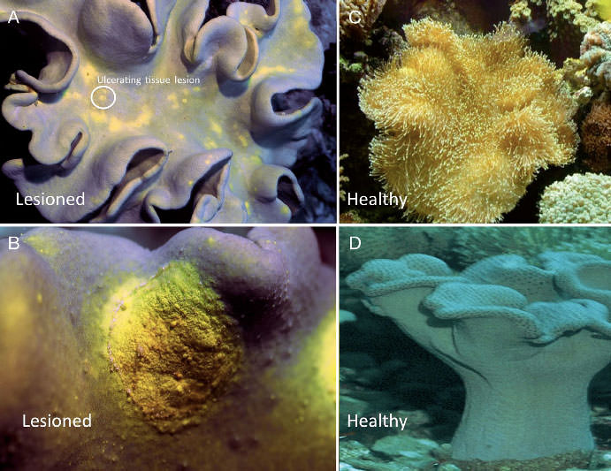 New diseases of soft corals