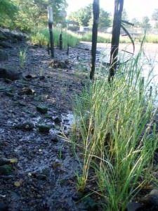 New York spartina growth 2010