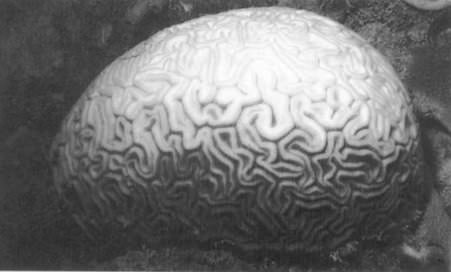 Coral Reef Bleaching : Sea Frontiers, March April 1998﻿