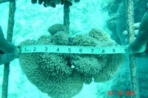 Six years after a spike in water temperature bleached and killed two-thirds of the Maldives' precious coral reefs, nature is staging a comeback