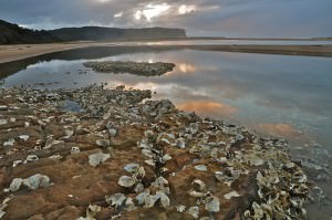 The use of electrical currents can also help reefs survive under stressful climate conditions. Photo by: Durras North