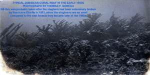goreau, biorock, Jamaica, 1950, coral reef