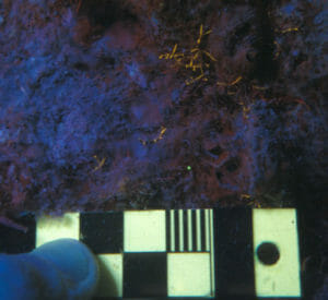 nightsea juvenile coral