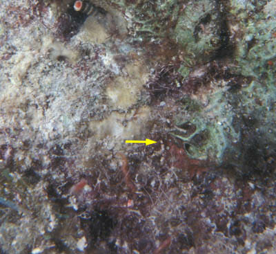 nightsea.com juvenile coral white light