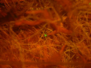 Coral polyp on settlement tile – fluorescence