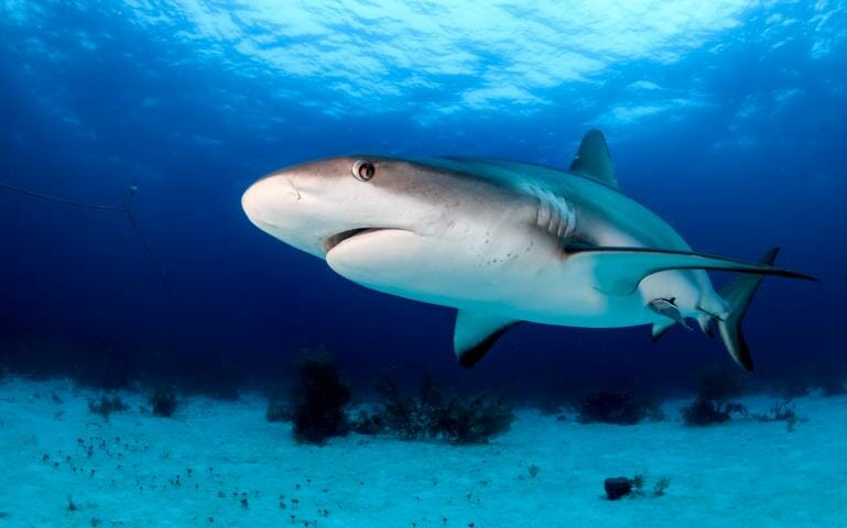 Biorock electrical fields inhibit shark biting