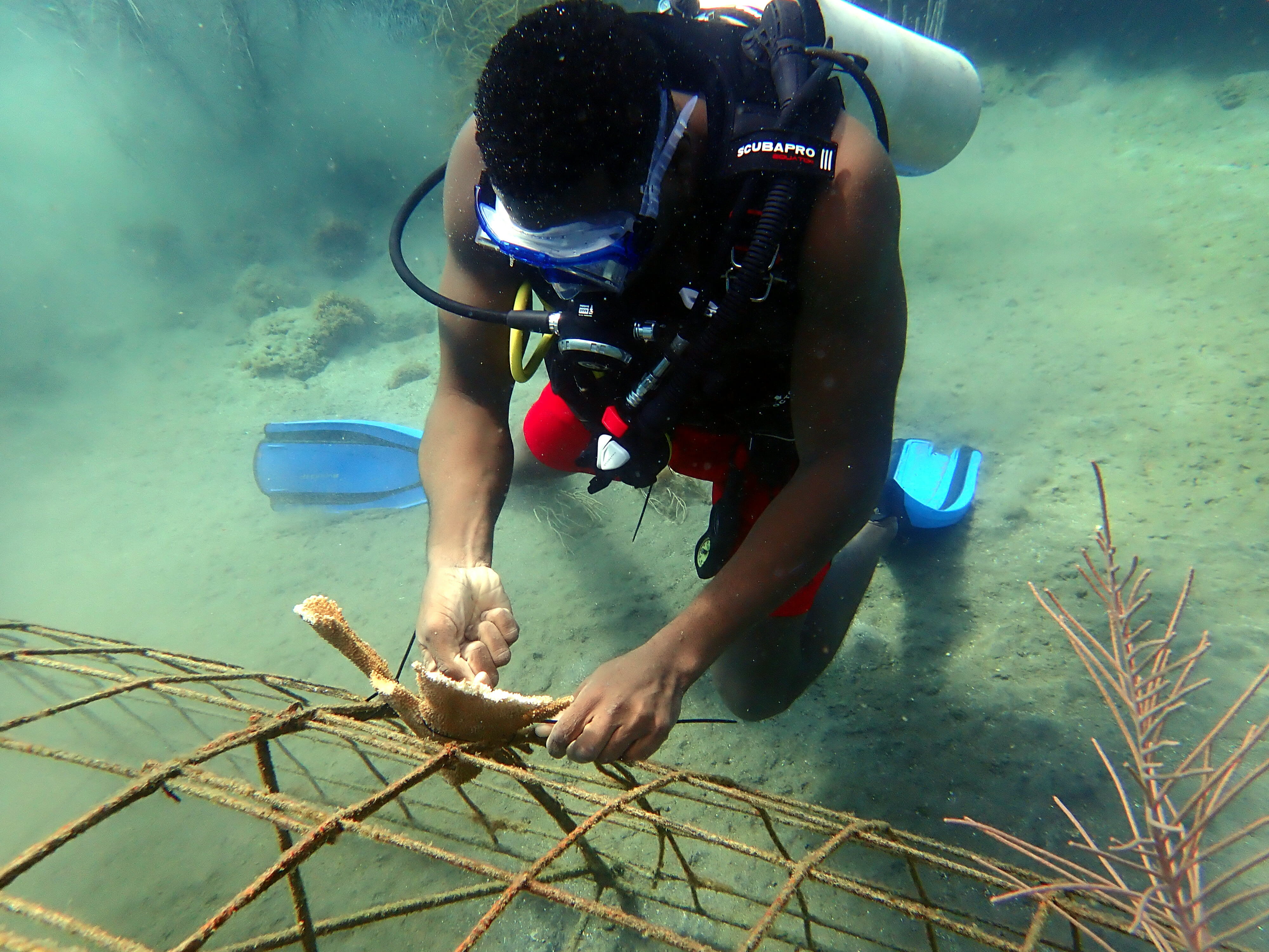 New Biorock coral reefs in Grenada