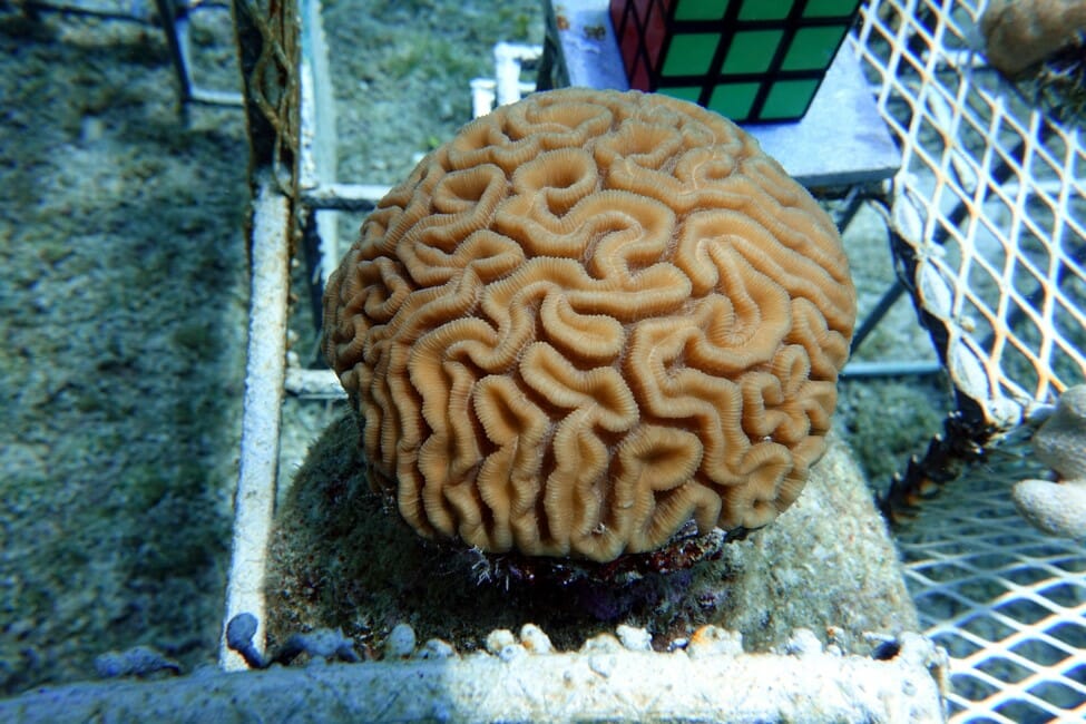 Coral growth after one month on new Cozumel Biorock reefs