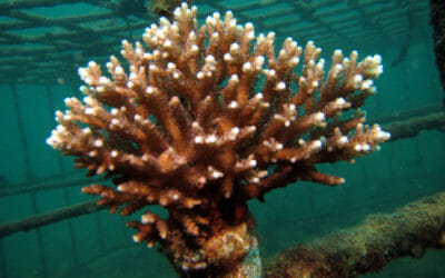 Biorock brings corals back in Ambon