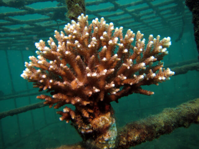 Biorock brings corals back in Ambon