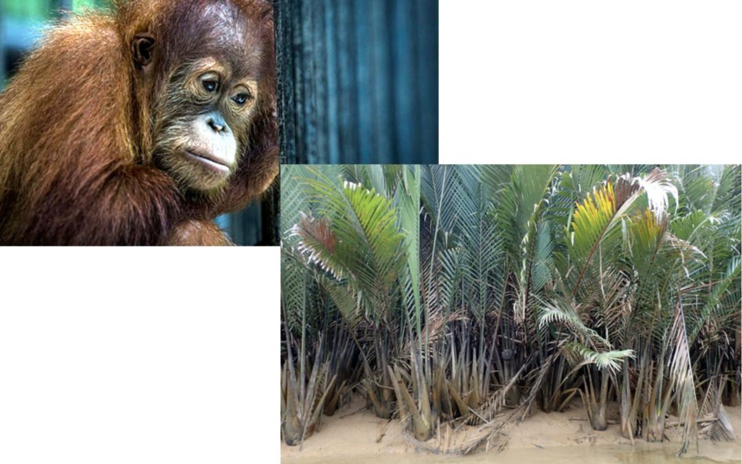 Mangrove restoration in Borneo for carbon sequestration, sustainable biofuels, and orangutan sanctuary