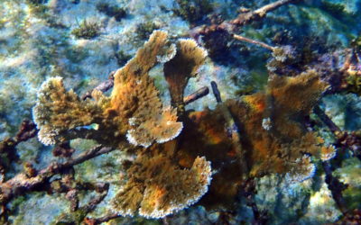 Biorock™ Coral Ark grows elkhorn in Jamaica