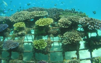 10 years ago on Gaia Discovery – Thomas Goreau on Coral Restoration with Biorock
