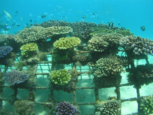 10 years ago on Gaia Discovery – Thomas Goreau on Coral Restoration with Biorock