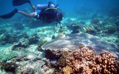Recharging Indonesian marine biodiversity