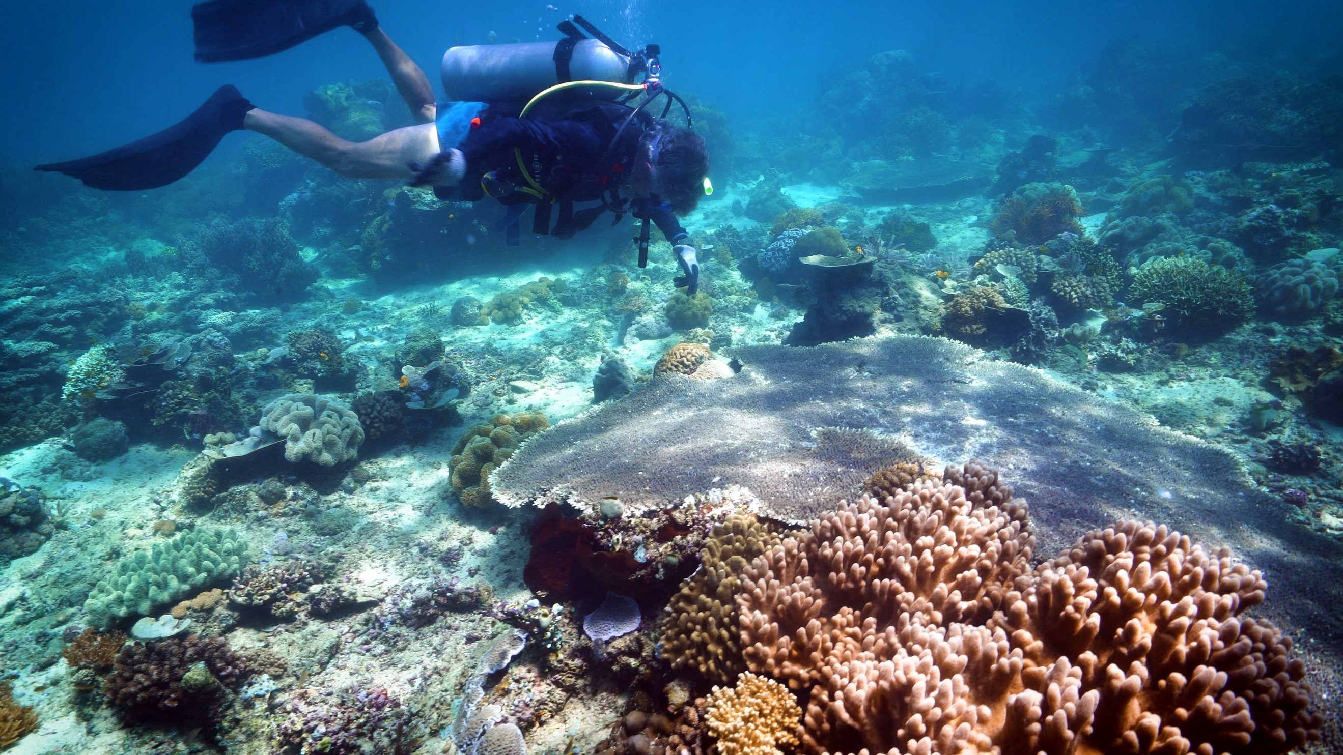 Recharging Indonesian marine biodiversity - Global Coral Reef Alliance