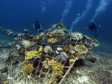 Retter der Riffe (Savior of the reefs) – Interview with Dr Tom Goreau