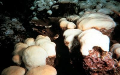 Corals reefs will be executed by US government policies