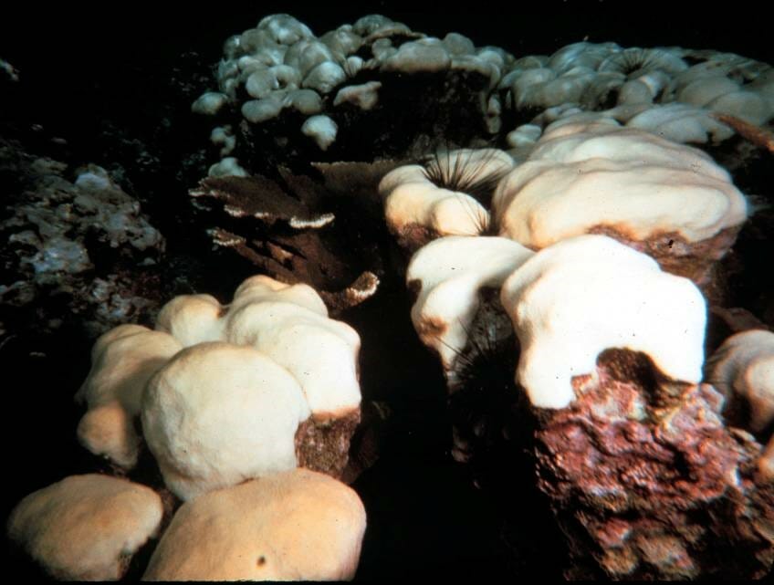 Corals reefs will be executed by US government policies