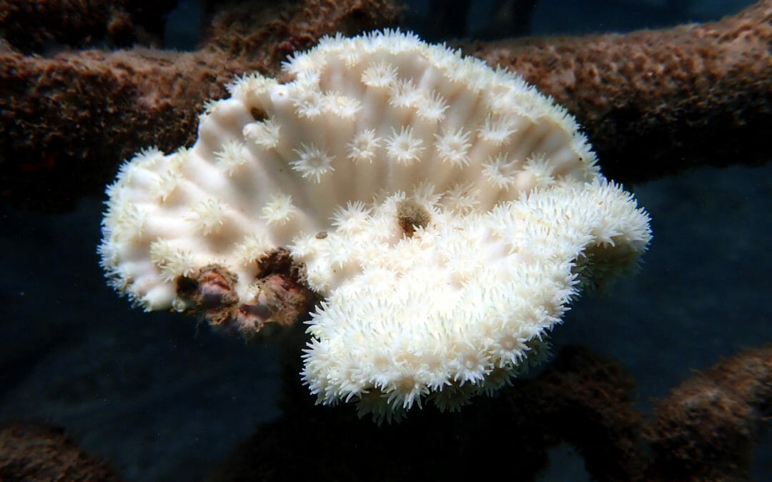 BIOROCK SAVES BLEACHING CORALS AGAIN