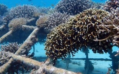 Biorock Reefs Bounce Back After Coral Bleaching: Gili Trawangan Video And Photos By Delphine Robbe