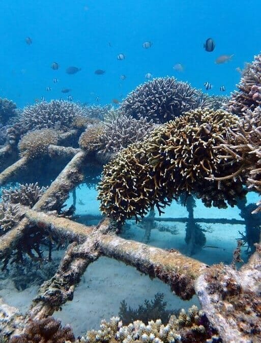 Biorock Reefs Bounce Back After Coral Bleaching: Gili Trawangan Video And Photos By Delphine Robbe