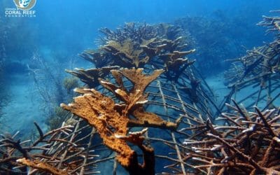 Global Coral Reef Alliance 2020 Winter Solstice Report