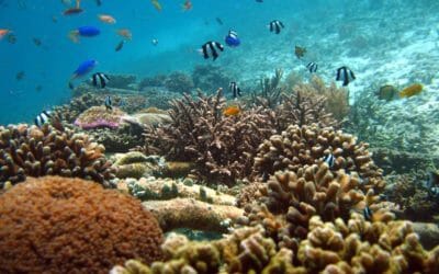 Biorock reefs unaffected by severe bleaching events