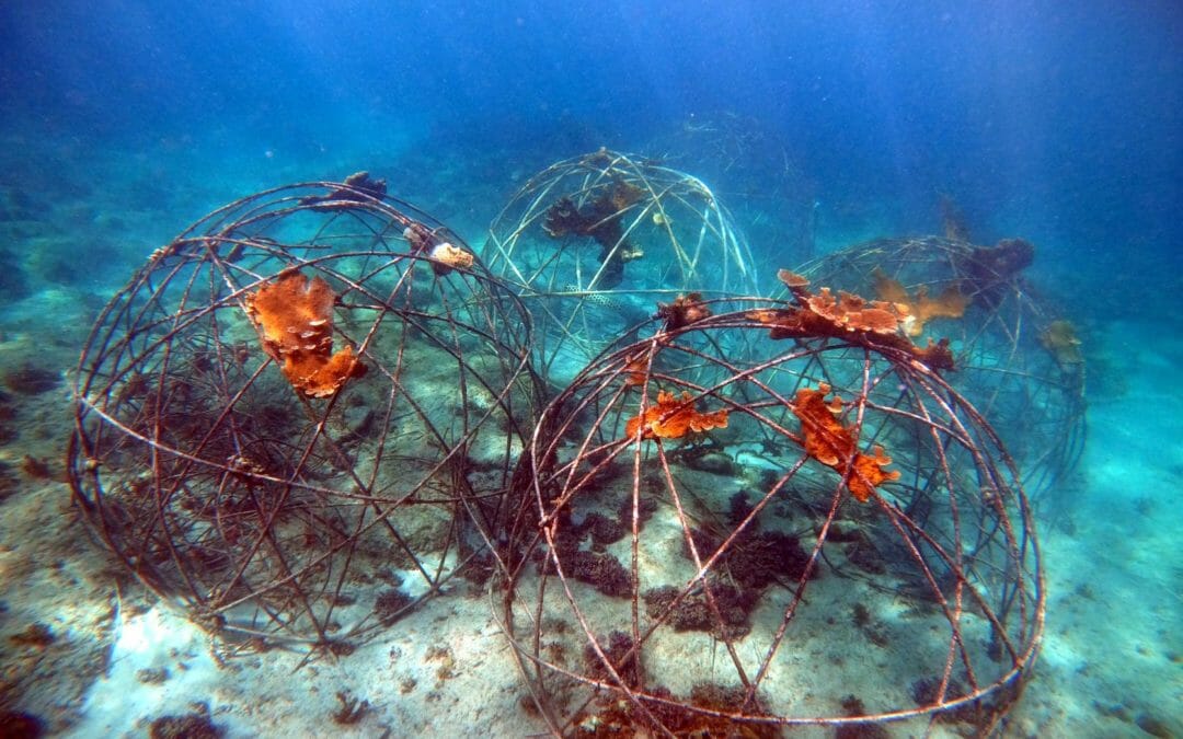 Biorock heals hurricane damaged Jamaican corals