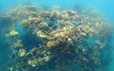Biorock Arks save corals from bleaching when fragmented corals die of heat-stroke
