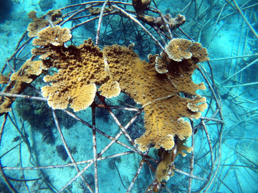 Jamaica, Biorock, Elkhorn coral, Global Coral Reef Alliance