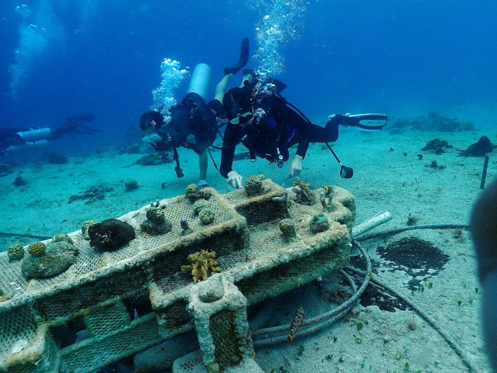 Biorock, coral restoration, Cozumel, Mexico