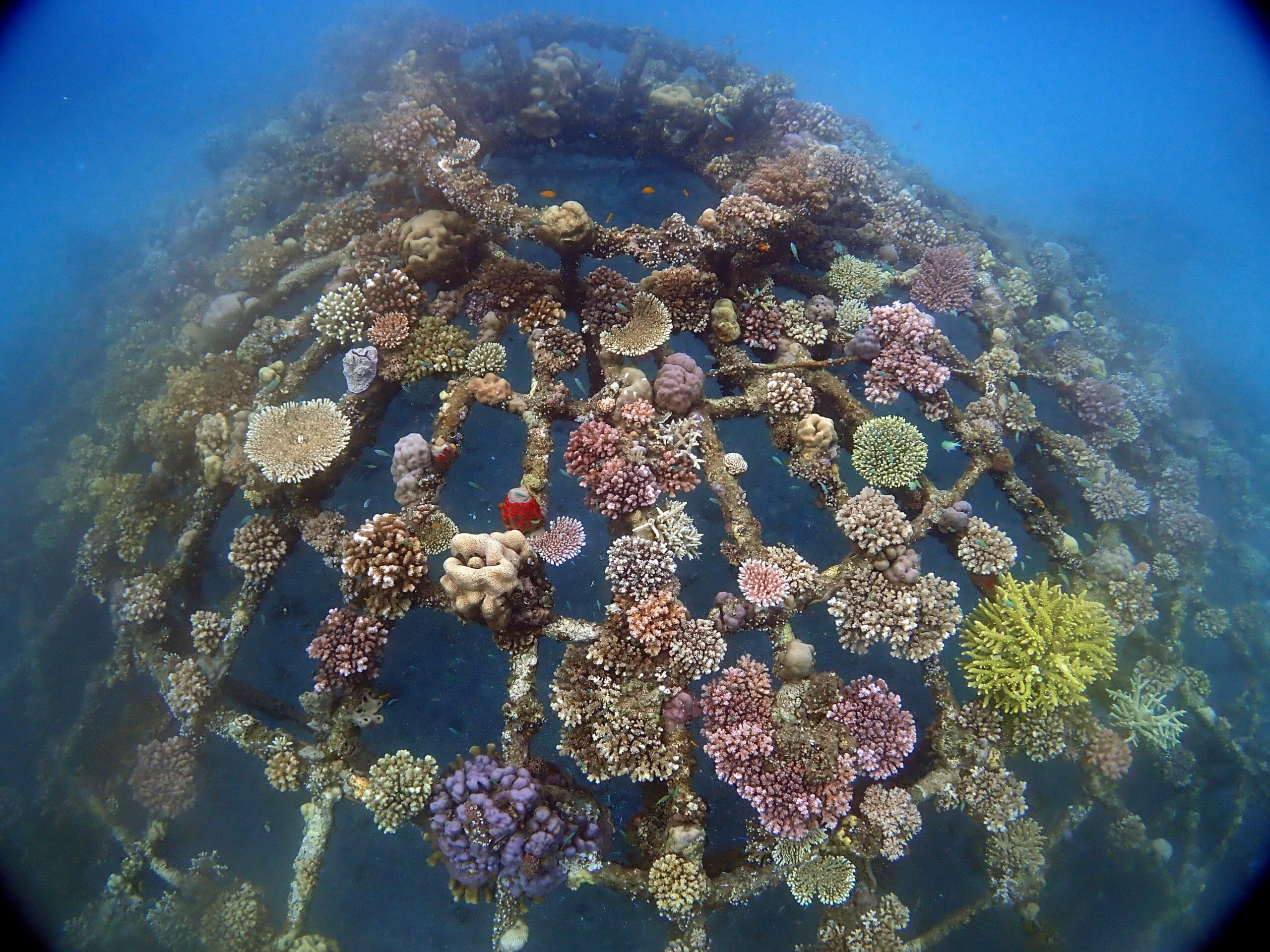 Pemuteran, Bali, Indonesian, Biorock, coral restoration, project, Global Coral Reef Alliance
