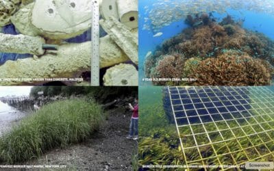 Biorock regenerative living shorelines to clean coastal waters featured at UN Sustainable Floating City Roundtable