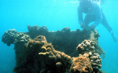 Original Biorock reef Jamaica