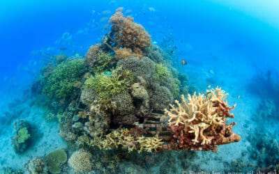 Electric Reefs Enhance Coral Climate Change Adaptation