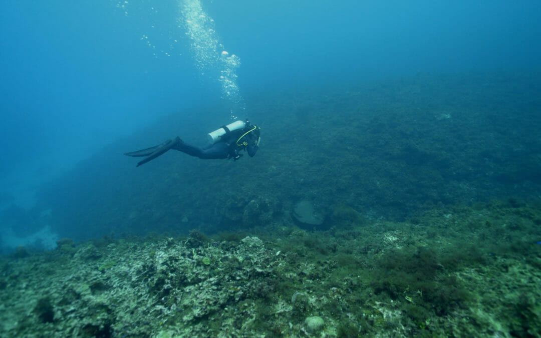 UNFCC COP 27 SACRIFICES CORAL REEFS AND SIDS YET AGAIN