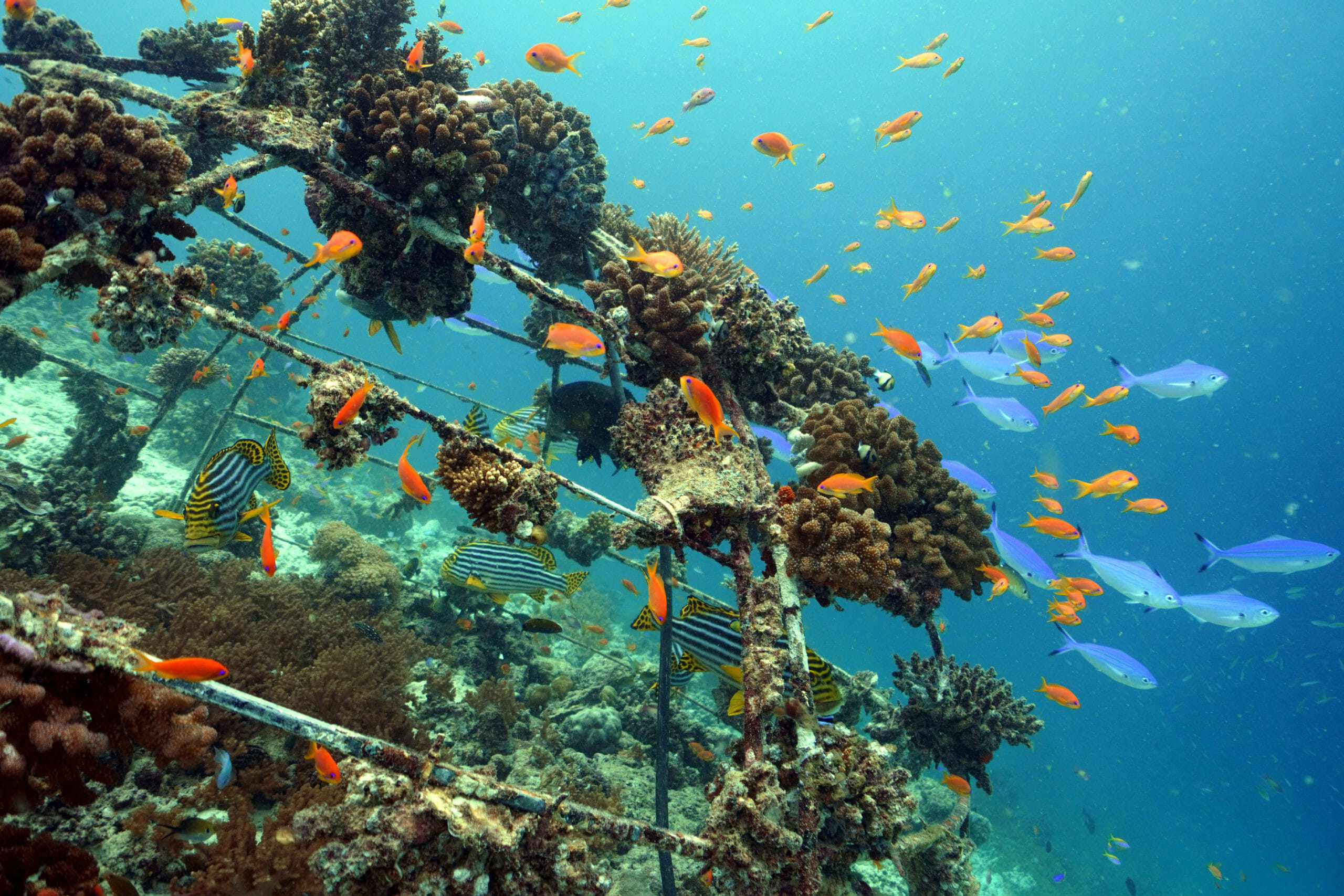 Biorock 1 Global Coral Reef Alliance Biorock 1 Global Coral Reef Alliance