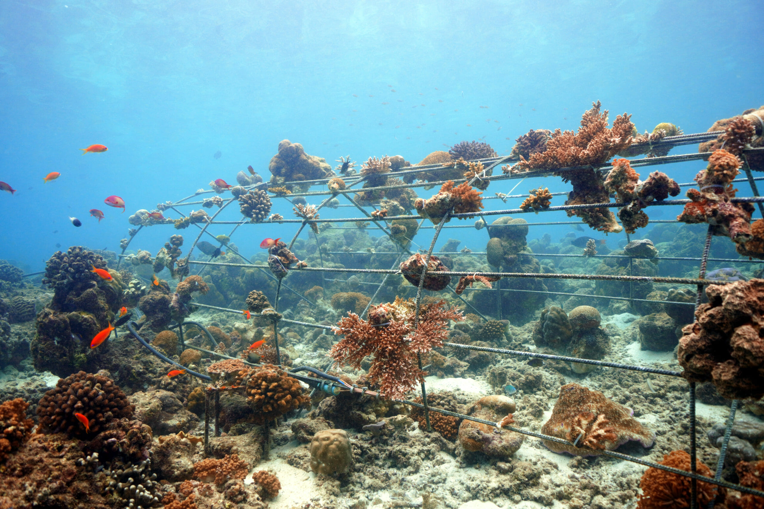 Biorock 3 Global Coral Reef Alliance Biorock 3 Global Coral Reef Alliance
