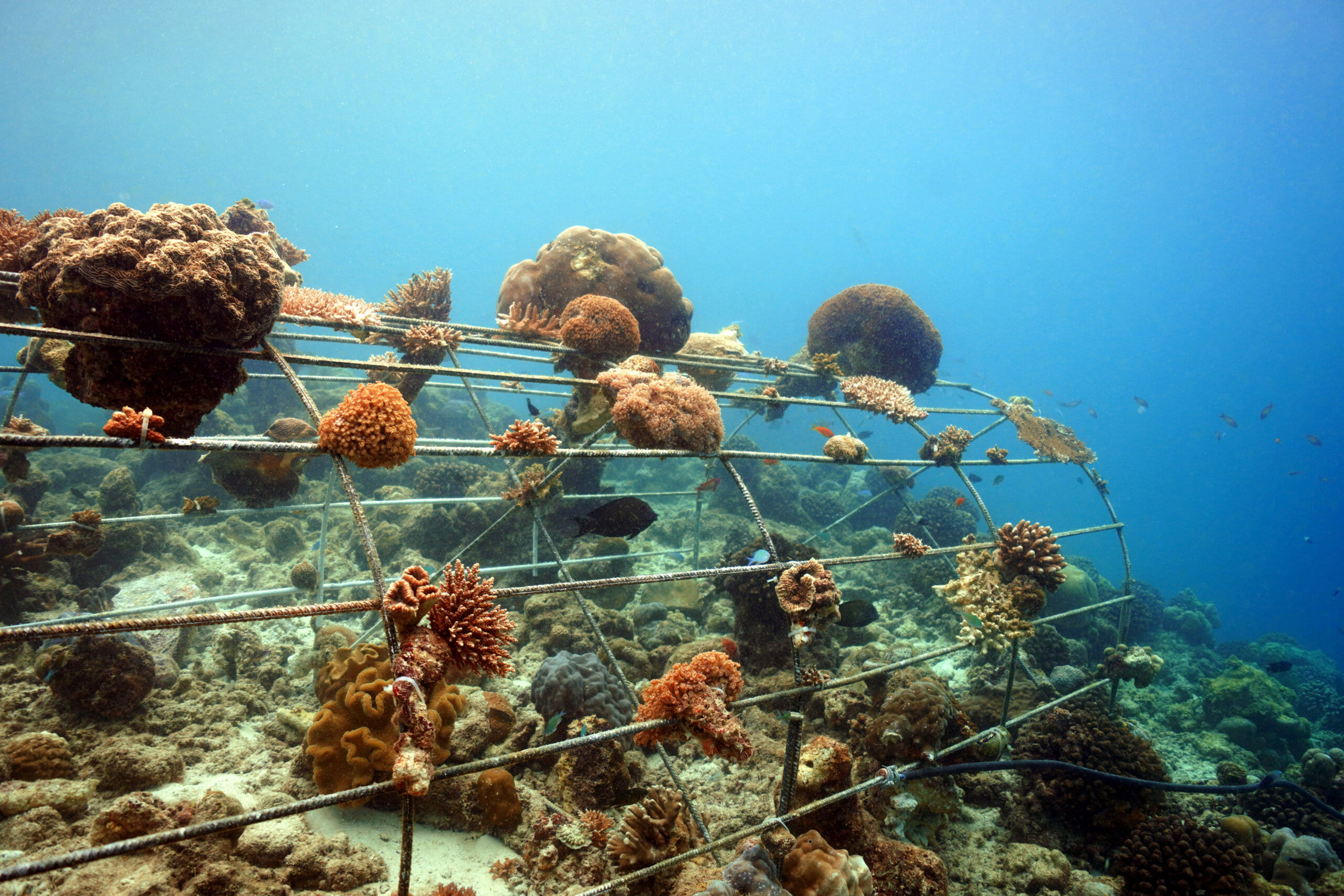 Does Biorock Coral Work The Biorock Revolution Restoring Coral Does Biorock Coral Work The Biorock Revolution Restoring Coral